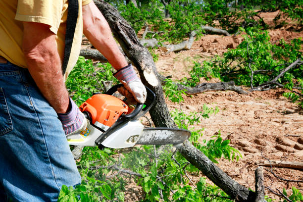 Best Tree Stump Removal  in Mccleary, WA